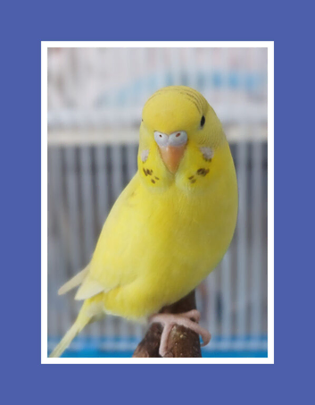 Beautifully Coloured Baby Budgies for pets from &pound;50