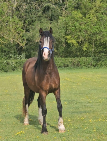Registered Welsh D gelding
