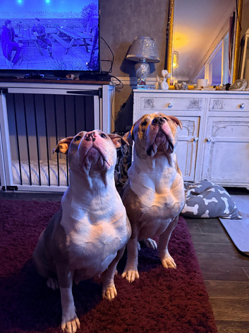 American Bulldog cross