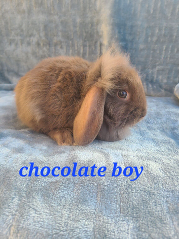 Baby rabbits ready now