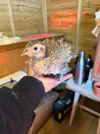 Ringneck pheasant chicks