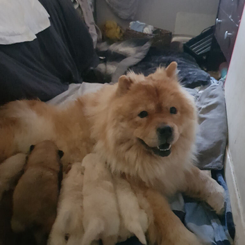 7 beautiful teddy bear chow chow puppies