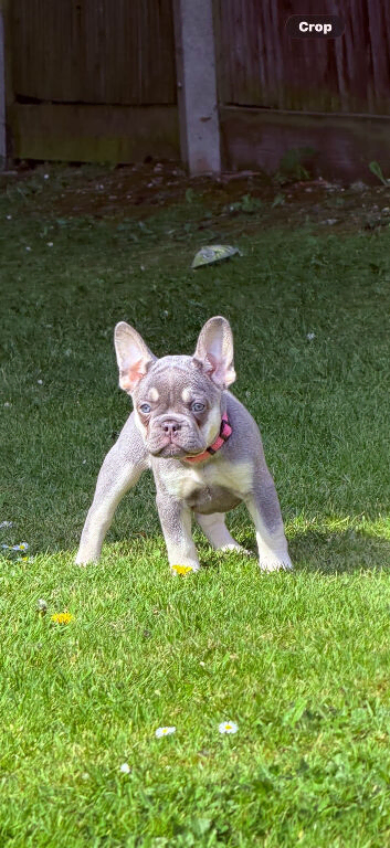 Frenchie for sale