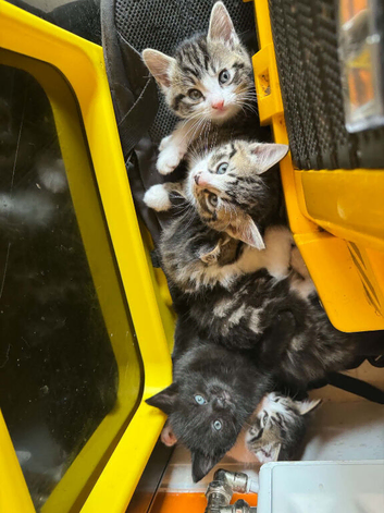 6 beautiful kittens
