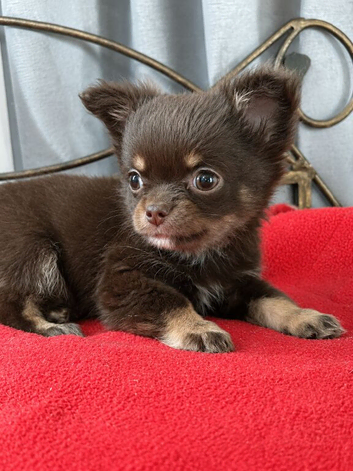 Long coat chihuahua boys