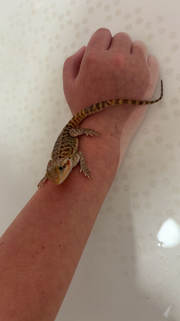 12 week old bearded dragon