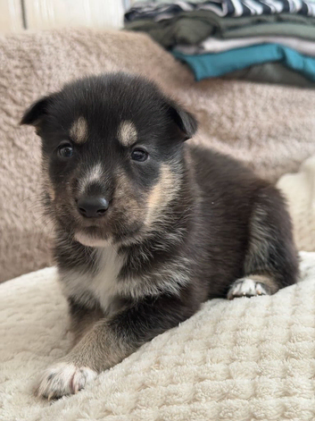 I have shepky puppies German shepherd X Siberian husky