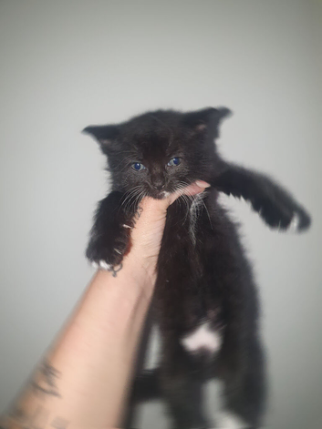 Kittens mix