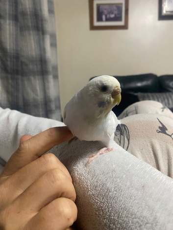 Young budgies