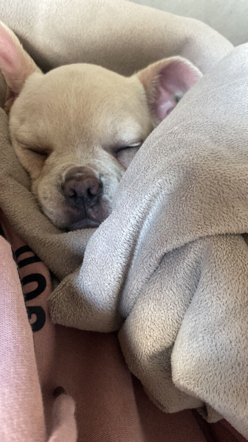 Girl puppy