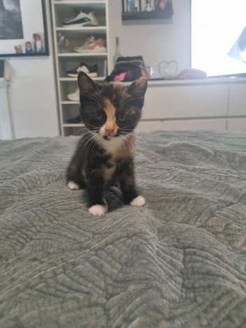 Tortoiseshell kitten