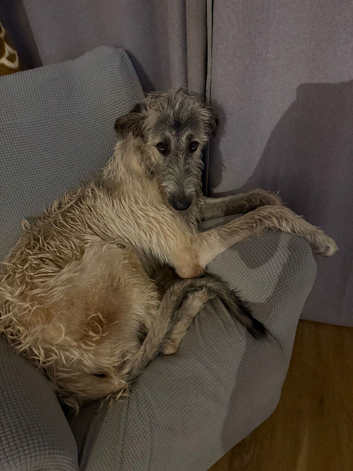9 month old Irish wolfhound