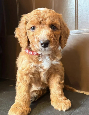 Cockapoo Puppies