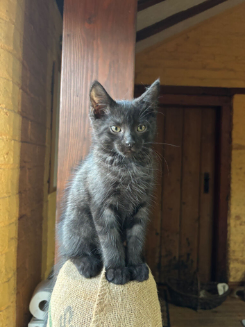 Black Smoke Kitten- ready to leave now