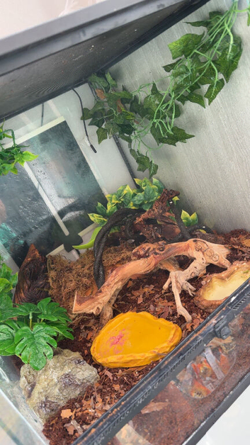 Female Crested Gecko with Terrarium