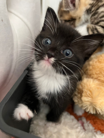 Beautiful Half bengal kittens for sale