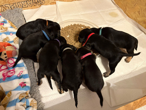 Frenchie x Cockapoo