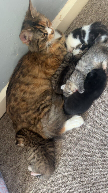 Beautiful domestic long hair kittens for sale