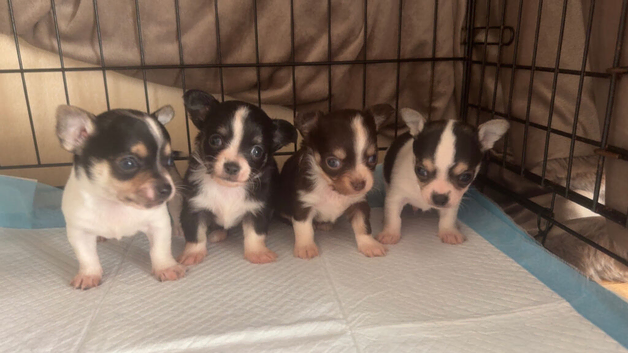 chihuahua puppies