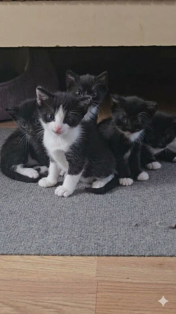 Adorable Black & White (Tuxedo) Kittens Looking for Forever Homes