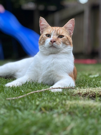 Male 4 years old