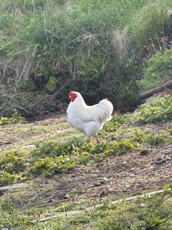 White Wyandotte