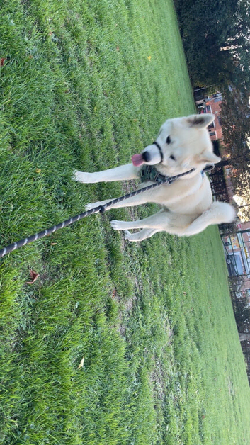 8 month old Japanese Akita