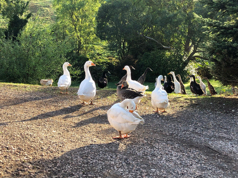 Happy healthy geese