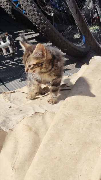One last Boi kitten 6weeks