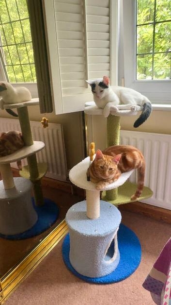 Temporary cat fosterer needed