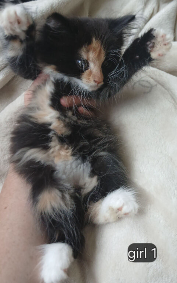 Long haired kittens
