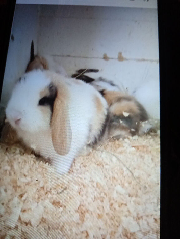 Mini lops babys