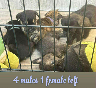 Bull dog x northfolk terrier pups