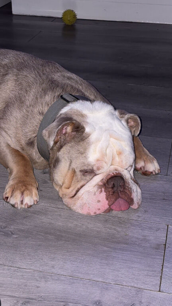 3 year old olde tyme bulldog