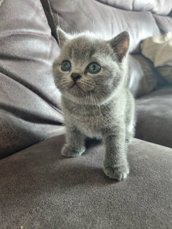 Beautiful litter of British short hair kittens