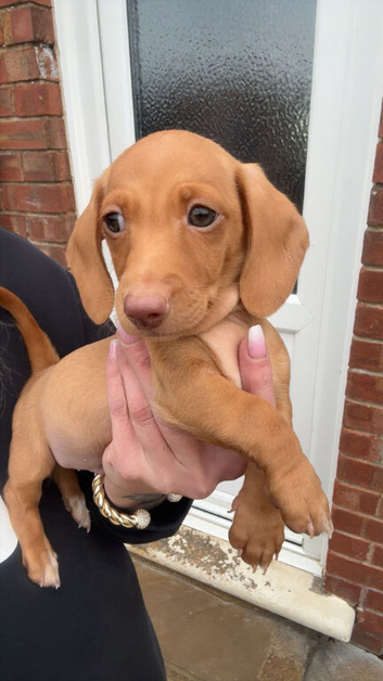 Cream boy ready now miniature dachshund