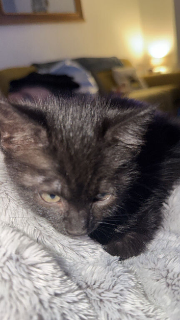 Kitten up for rehoming due to change in personal circumstances