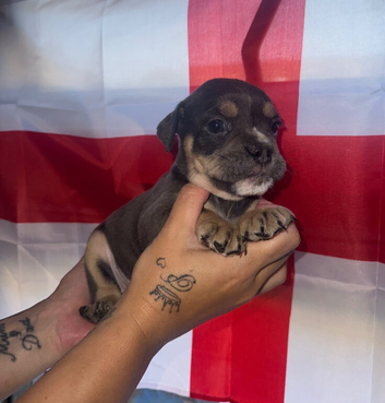 Olde English Bulldogs