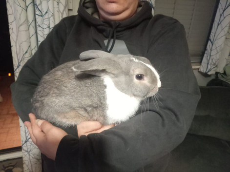 Looking for there forever home