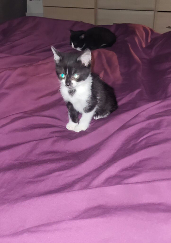 3 female kittens