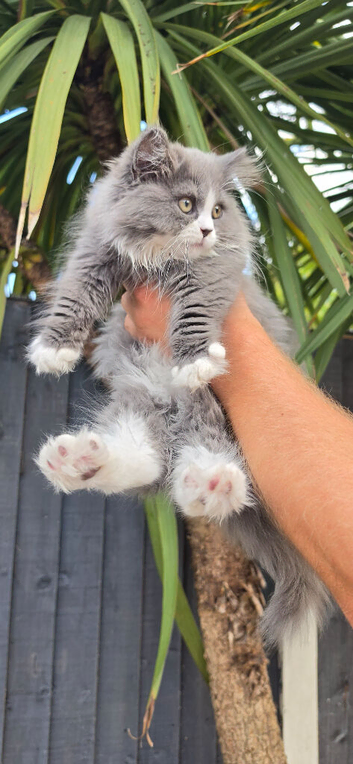 British longhair kittens mix