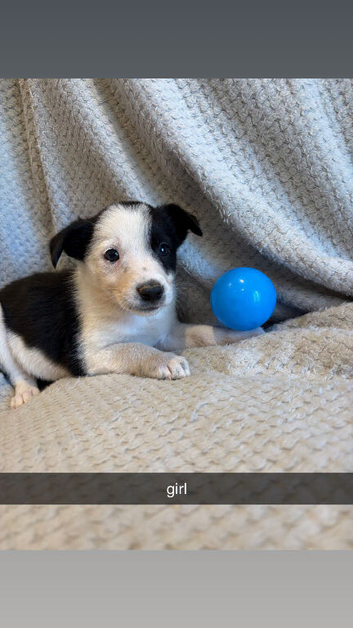 border collie puppies for sale