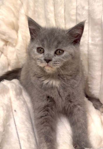 READY TO LEAVE Adorable British Short hair