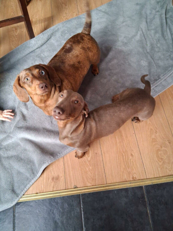 Dachshund puppies