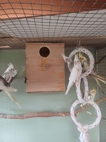 Young cockatiels
