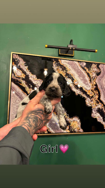Cocker spaniel puppy&rsquo;s
