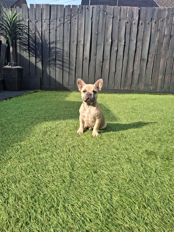 french bulldog pup