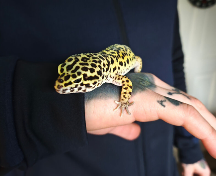 Gecko for rehome