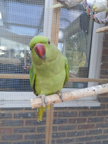 for sale ringnecks &pound;200 each semi tame and cockatiels &pound;80 each