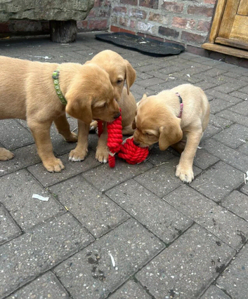 Home Raised Fox Red Labrador Puppies